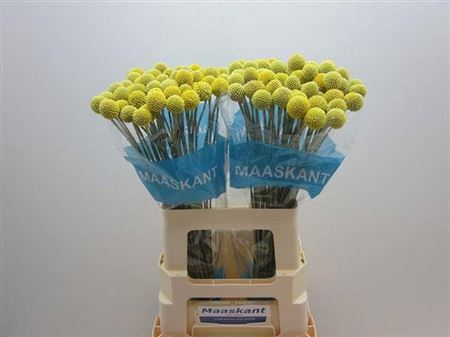 <h4>Cras Ov Geel 60 Cm</h4>