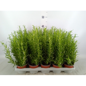 Rosmarinus officinalis   ...
