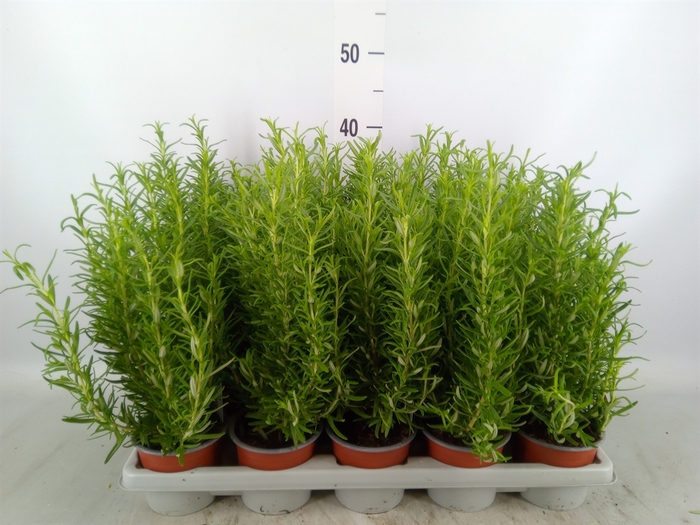 <h4>Rosmarinus officinalis   ...</h4>
