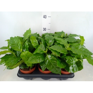 Coffea arabica