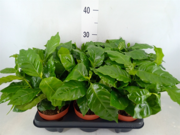 <h4>Coffea arabica</h4>