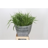 Panicum Fountain