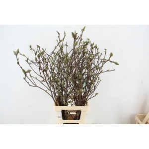 MAGNOLIA GEORGE HENRY KERN 090CM