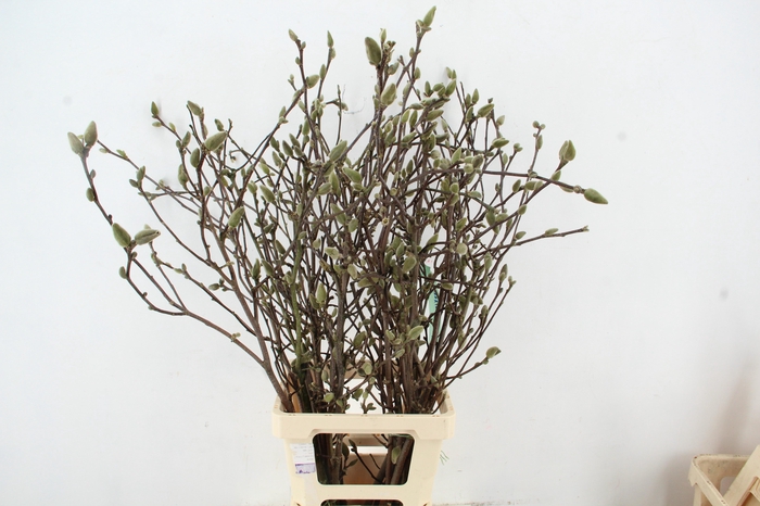 <h4>MAGNOLIA GEORGE HENRY KERN 090CM</h4>