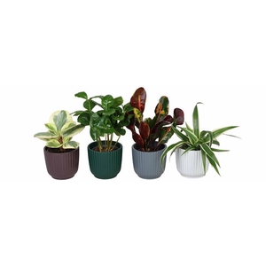 L 67322 w. Green mix P6