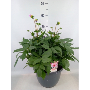 Dahlia  'Dalina Maxi Stardust Pink'