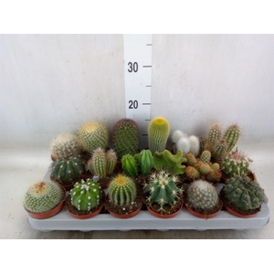 Cactus   ...mix