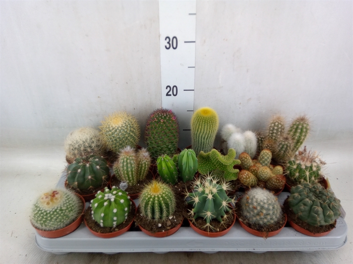 <h4>Cactus   ...mix</h4>