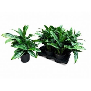 Aglaonema Kl Green Lady P17