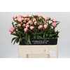 Paeonia Sarah Bernhardt