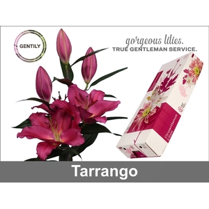 Li Or Tarrango 3+