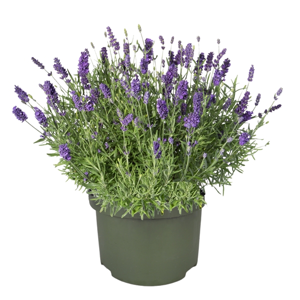 <h4>Lavandula "Essence Purple"</h4>