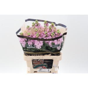 Matth Iron Cherry Bl