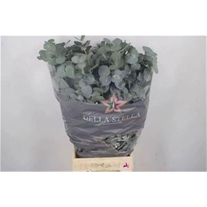 Euc Cinerea Per Bunch 200 Gram E X T R A