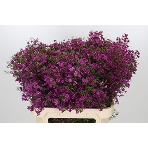 Chamelaucium Purple Rain