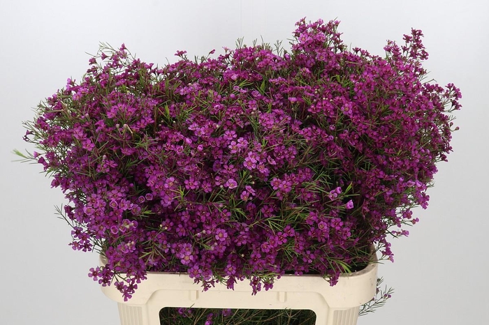<h4>Chamelaucium Purple Rain</h4>