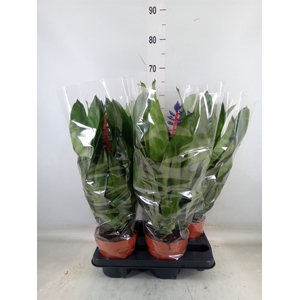 Aechmea   ...