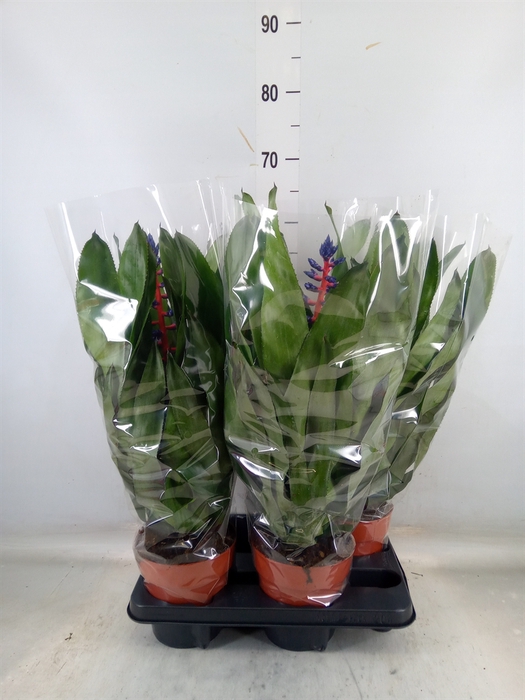 <h4>Aechmea   ...</h4>