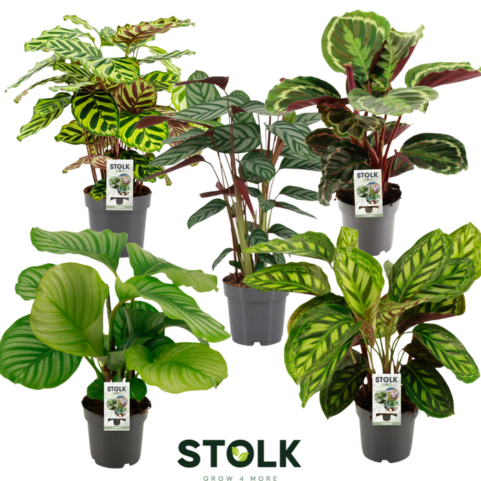 <h4>Calathea 17cm gemengd</h4>