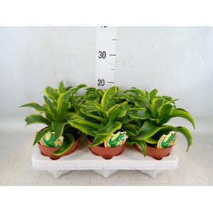 Dracaena frag. 'Tornado'