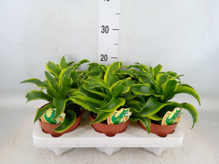 <h4>Dracaena frag. 'Tornado'</h4>
