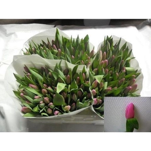 Tulipa si jumbo pink