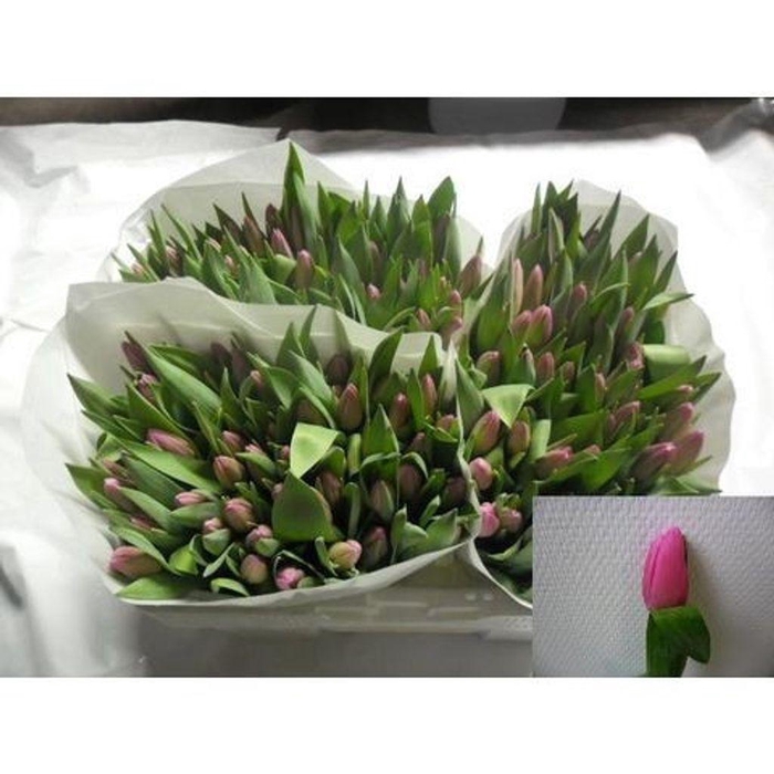 <h4>Tulipa si jumbo pink</h4>