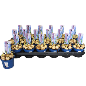 Bol op pot Muscari Atlantic 9cm met steeketiket