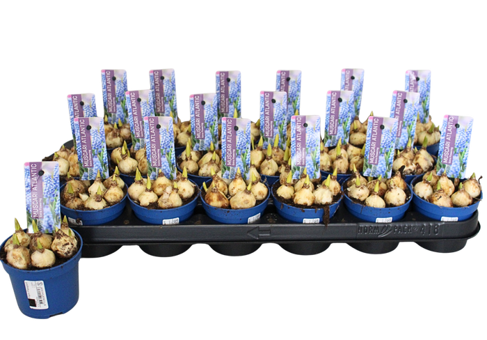 <h4>Bol op pot Muscari Atlantic 9cm met steeketiket</h4>