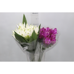 CURCUMA