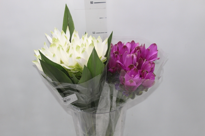 <h4>CURCUMA</h4>