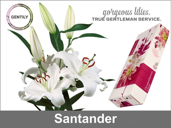 <h4>Li Or Santander 4+</h4>