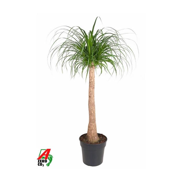 <h4>Beaucarnea stam P30 - 3ft</h4>