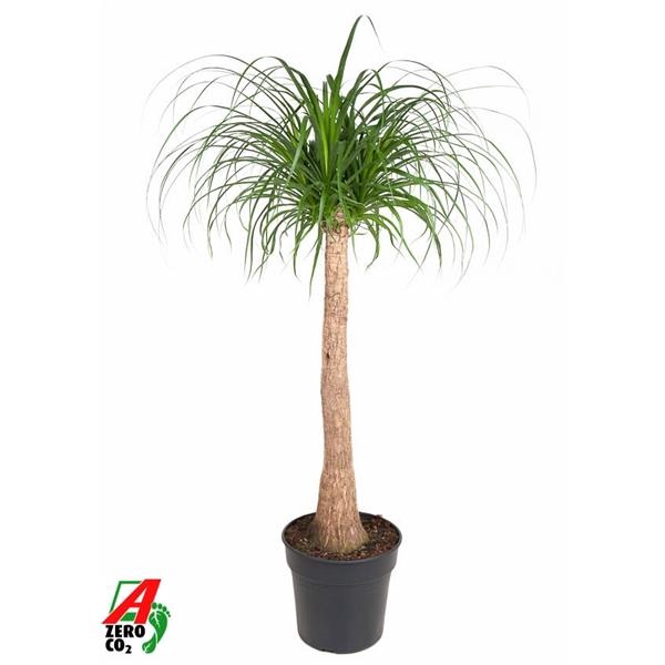 Beaucarnea stam P30 - 3ft
