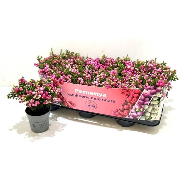 <h4>Gaultheria mucronata Roze</h4>