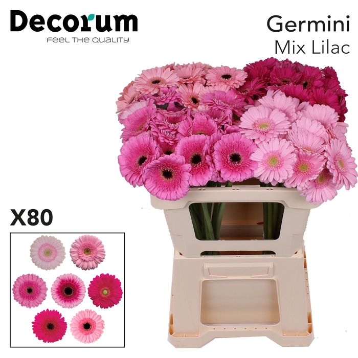 Germini Mix Lila Water