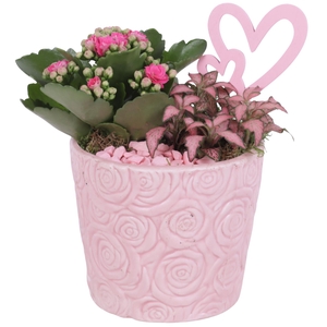 Womensday Arr. Indoor Ceramic Rose Relief Pot Ø14cm 2PP
