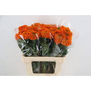 TAG E PROMISE ORANGE
