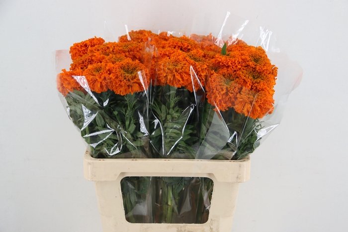 <h4>TAG E PROMISE ORANGE</h4>