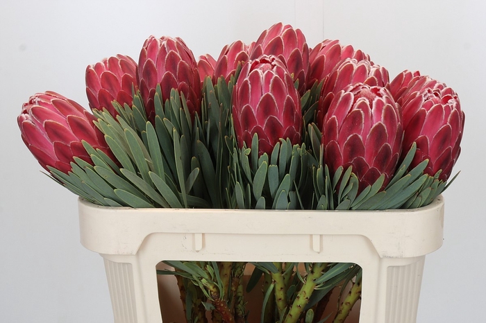 <h4>Protea Venus</h4>