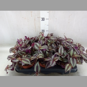 Tradescantia zebr. 'Violet Hill'