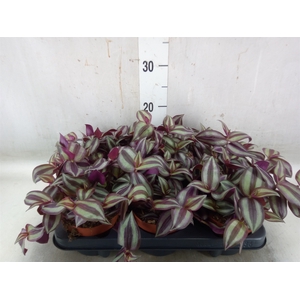 Tradescantia zebr. 'Violet Hill'