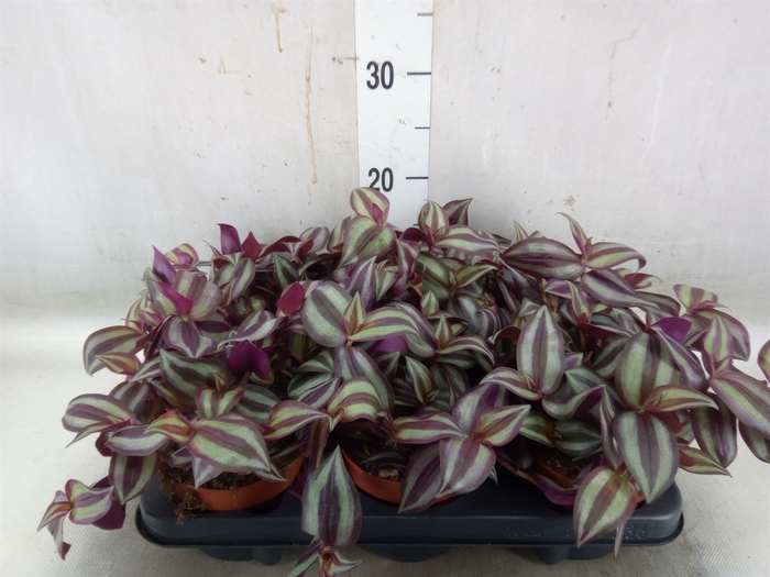 <h4>Tradescantia zebr. 'Violet Hill'</h4>