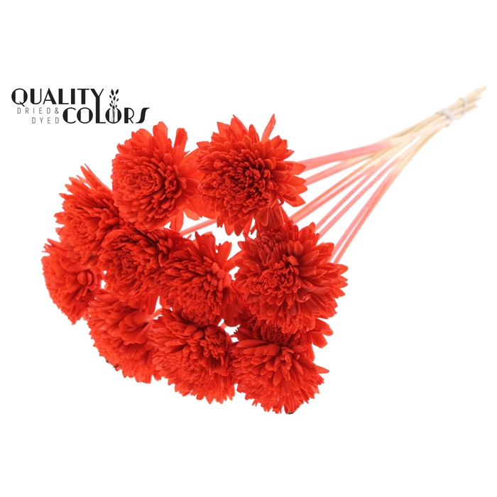 <h4>Shola Zinia Ø8cm on stem Coral</h4>
