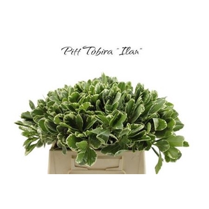 Pittosp To Ilan