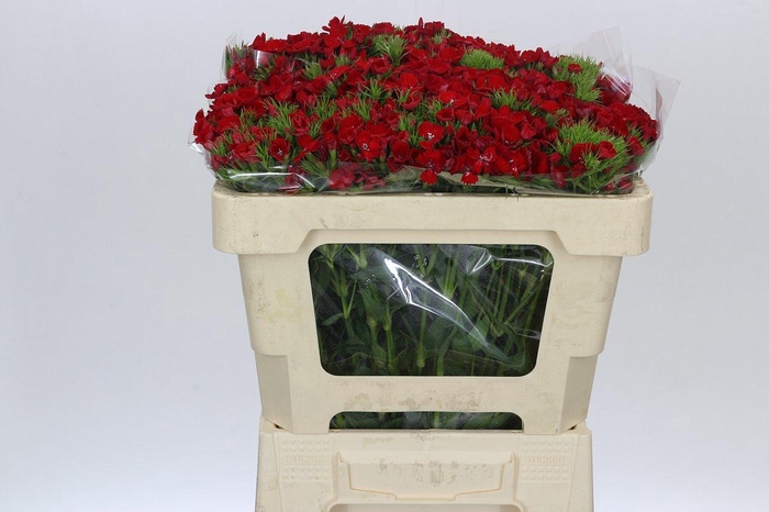 <h4>Dianthus Br Baron</h4>