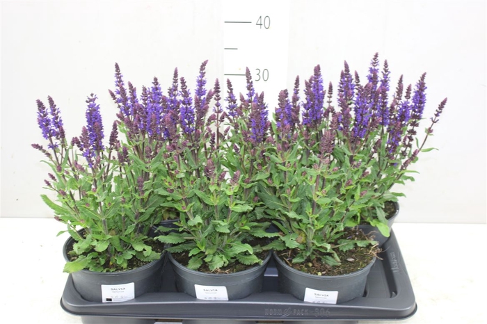 <h4>Salvia N Sens Midnight Purple</h4>