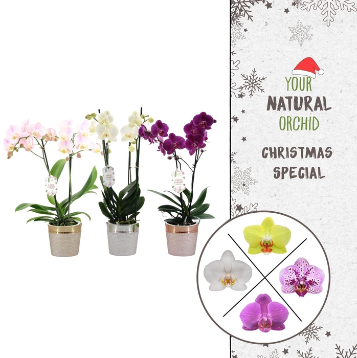 <h4>Christmas | 2 spike Flower Symphony mix | Isabel keramiek</h4>