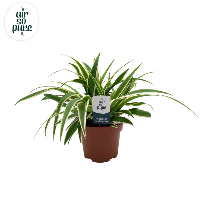 <h4>Chlorophytum com. 'Vittatum'</h4>