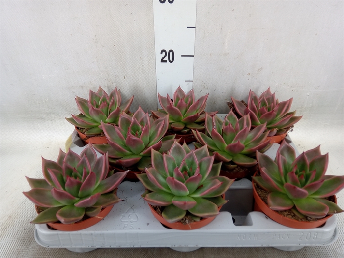 <h4>Echeveria   ...</h4>